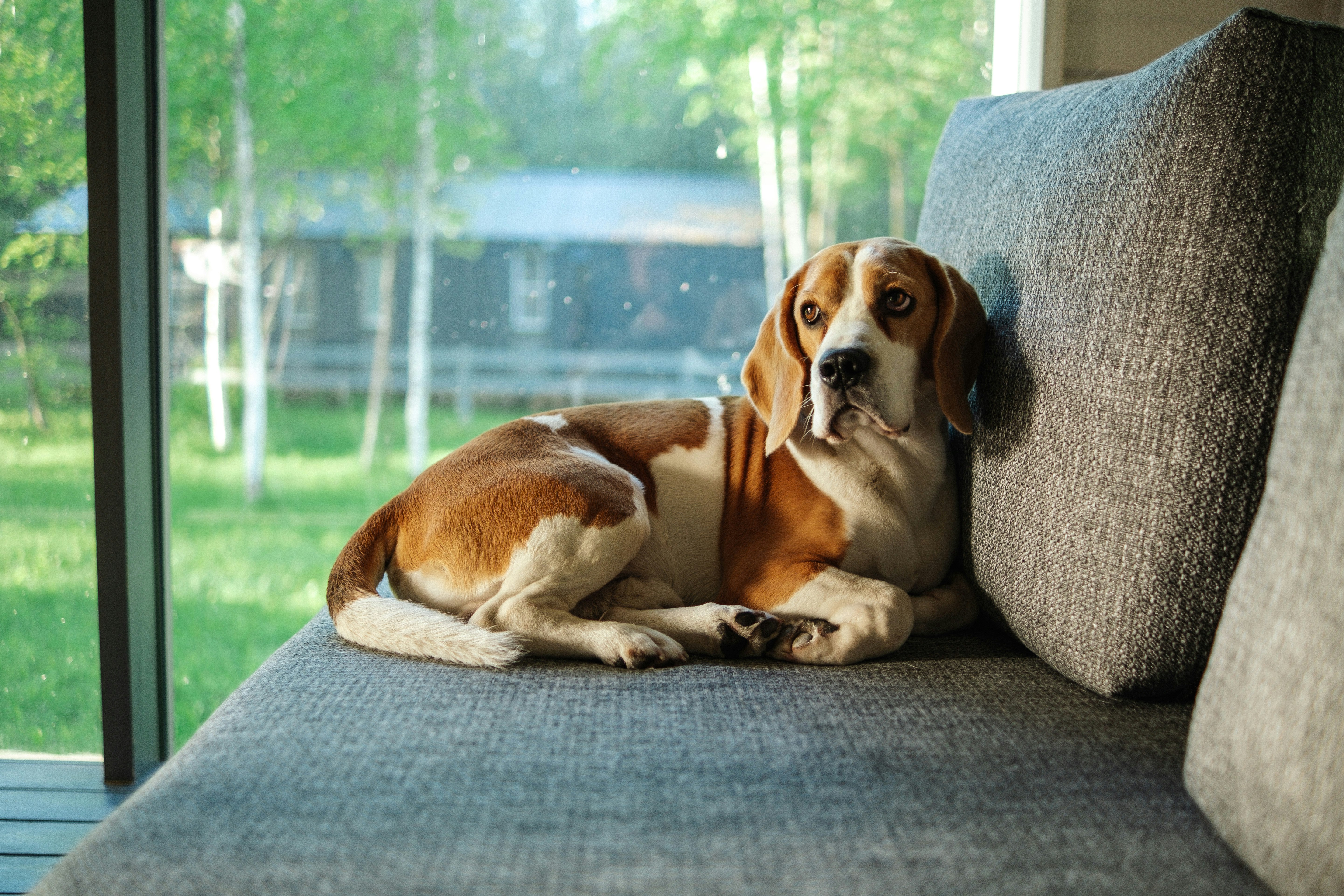 brown and white short coated dog lying on gray couch